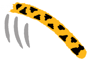 Sketchy illustration of a Mizzou Tiger tail with three stipes to indicate movement.